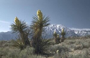 Yucca-schidigera-Desert-King-International.jpg