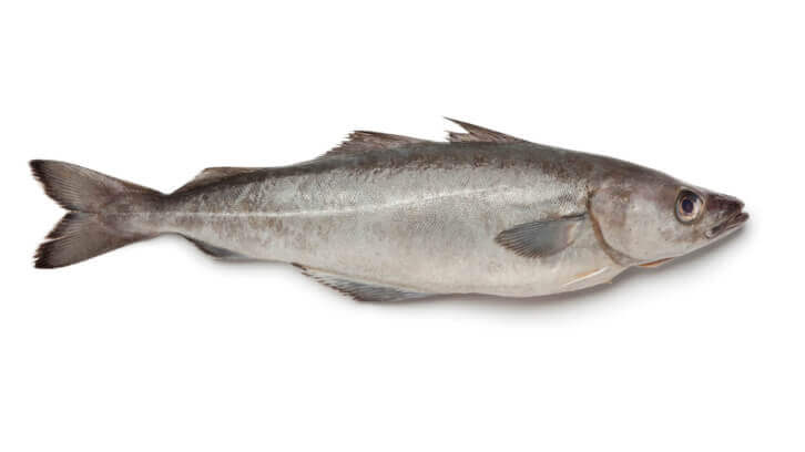 Wild-caught Alaska pollock and Pacific hake show promise as a sustainable protein source