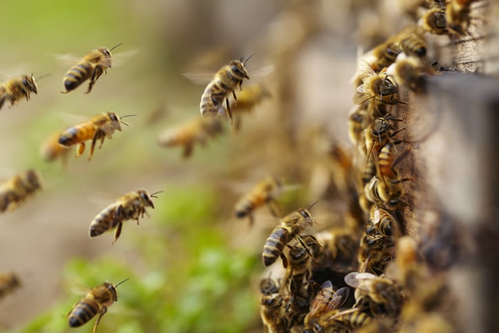 honeybees-GettyImages-bo1982.png