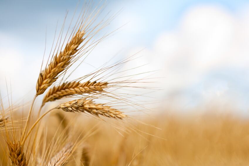 Scientists unlocking heat-tolerant wheat: ‘This could protect food supply as the climate changes’ 
