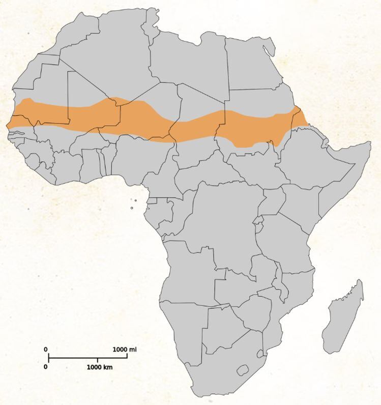 fonio-belt.jpg