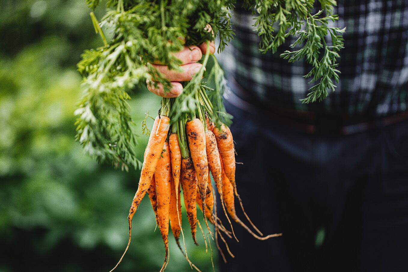 FDA has no objections for GRAS status of BeniCaros carrot-derived immune ingredient