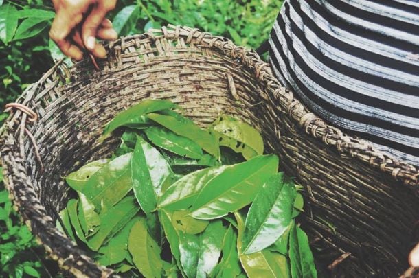 runa-guayusa-leaves.jpg