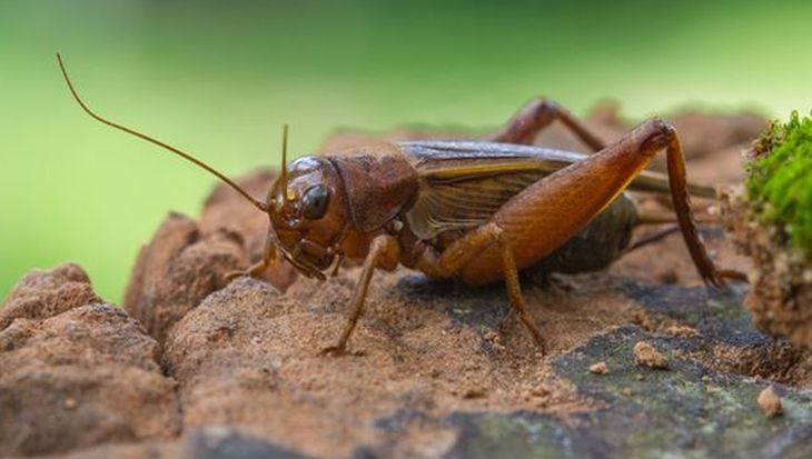 House-cricket-GettyImages-sirichai-raksue-cropped.jpg