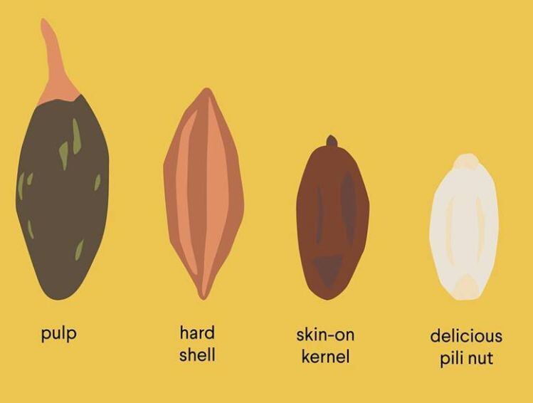 pili-nut-graphic-lavva.jpg