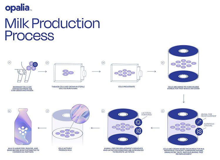 Opalia-process.jpg