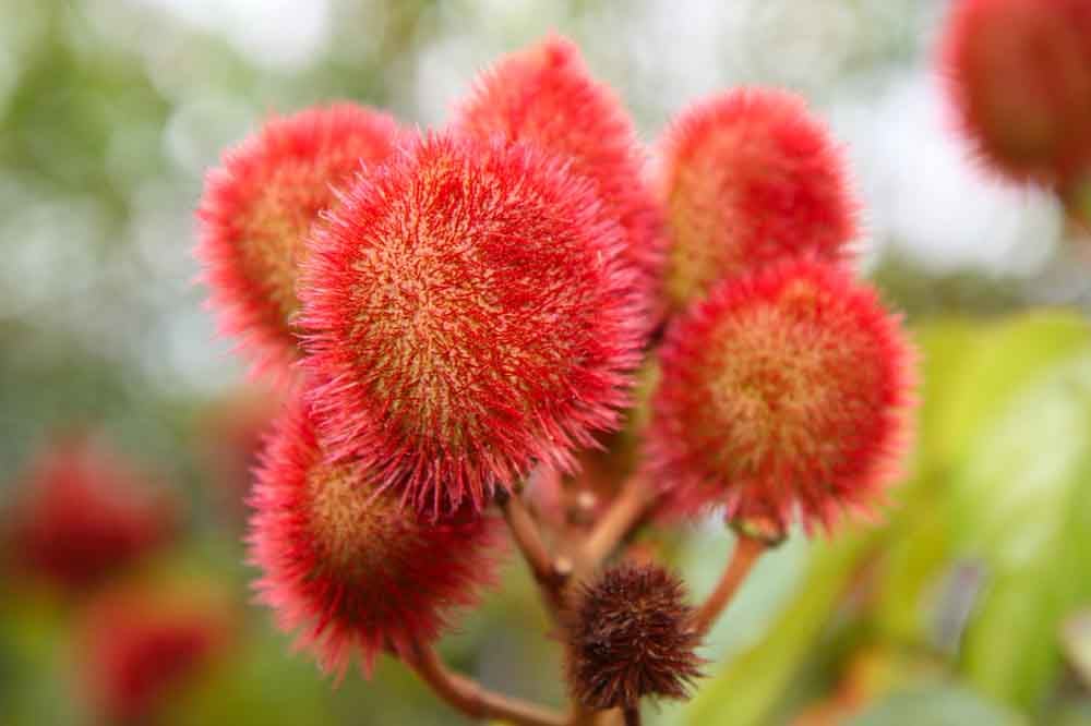 annatto-FMC-BioPolymer.jpg