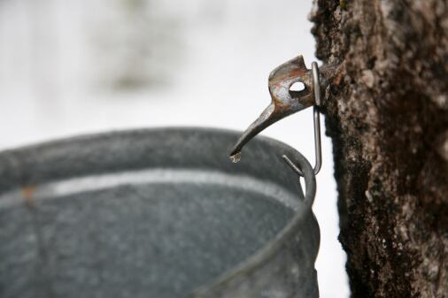 maple_syrup_tap.jpg