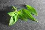 stevia-istock-dirkr.jpg