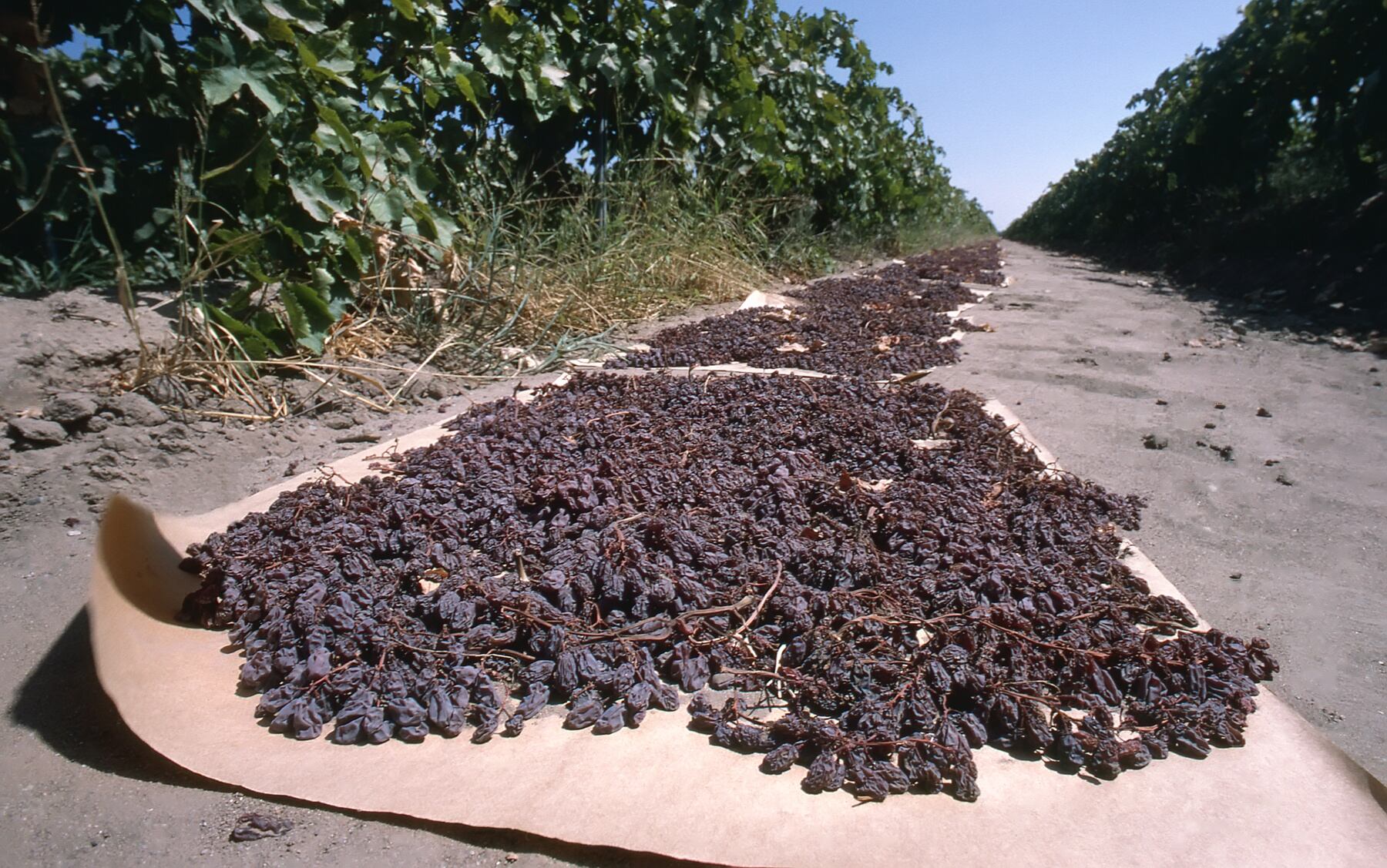 Close-up Raisins Drying westphalia GettyImages