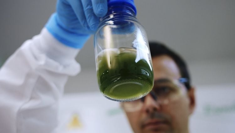 ‘If we can control the light, we can control the DNA…’ Provectus Algae unlocks algae’s potential as an industrial platform for high-value ingredients