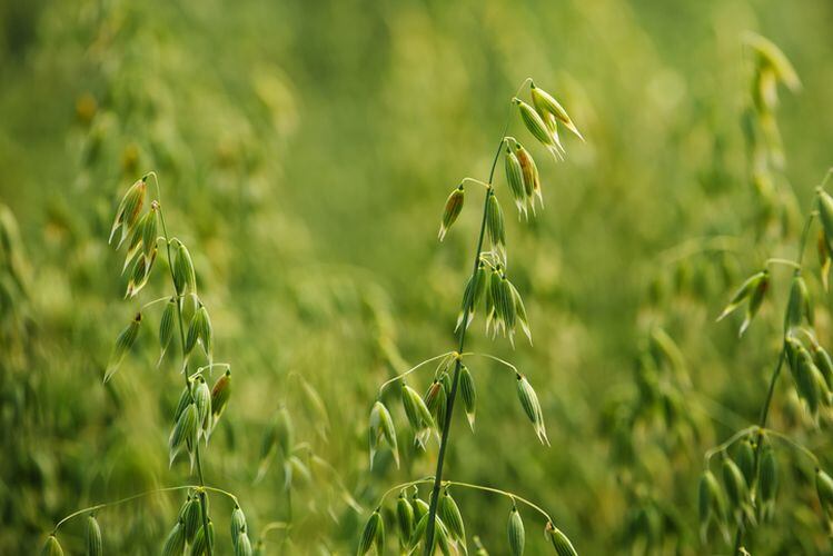 Oats-GettyImages-stevanovicigor.jpg