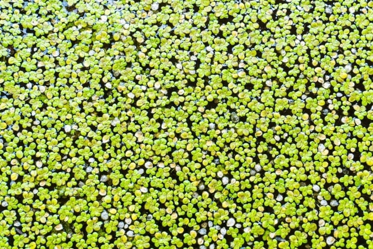 duckweed_pond.jpg