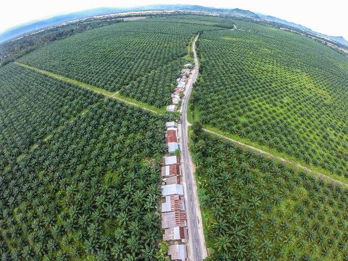 RSPO-adopts-transformative-new-sustainable-palm-oil-standard.jpg