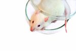 mouse-istock-Maria-Bibikova.jpg