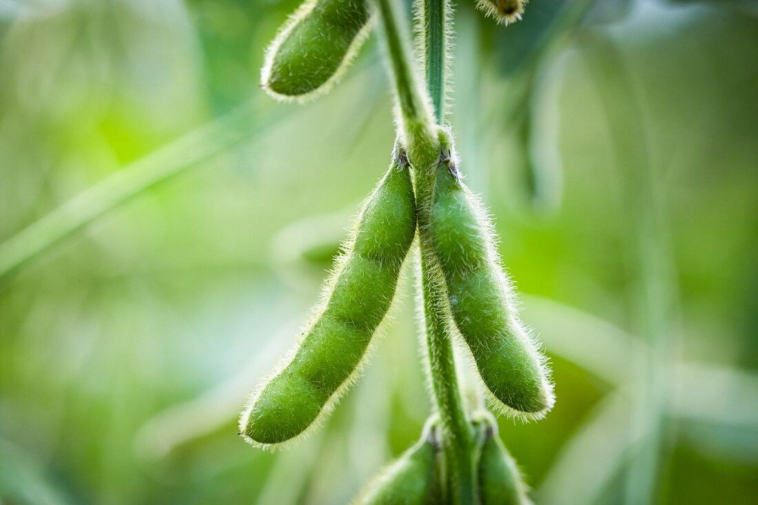 IFT First: Benson Hill targets plant-based meat sector with ultra-high protein soy ingredients