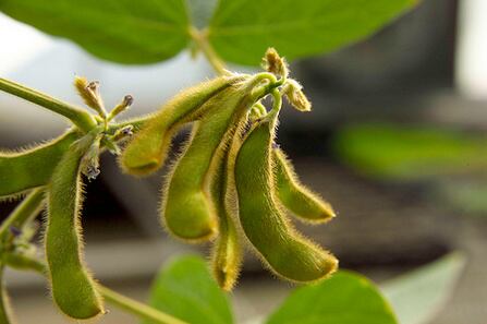 Soybeans-UnitedSoybeanBoard.jpg