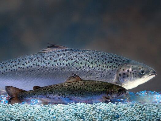 AquaBounty-GM-salmon.jpg