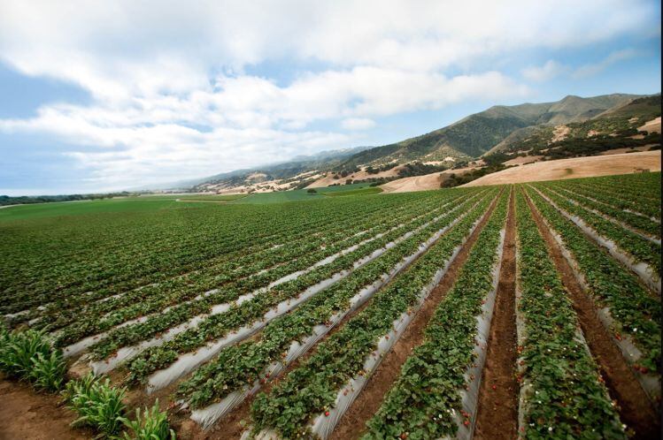 Driscoll-s-Strawberry-Fields-landscape.jpg