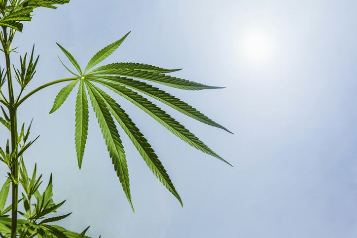 AHPA’s updated Hemp Lexicon seeks to shed light on ‘full spectrum’ question