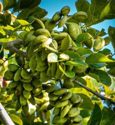 pongamia.jpg