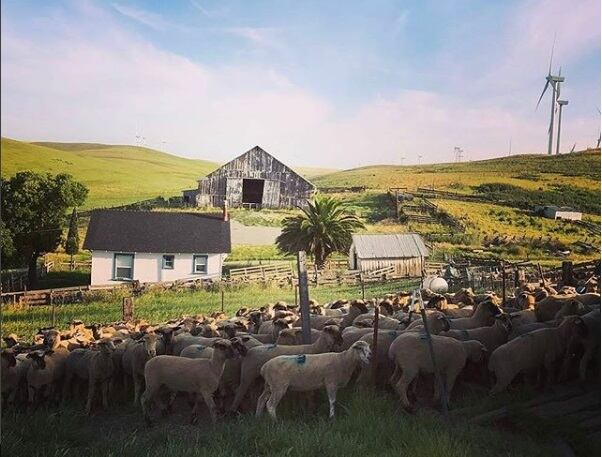 Lamb is poised for a ‘resurgence’ as industry positions it as ‘the other red meat’
