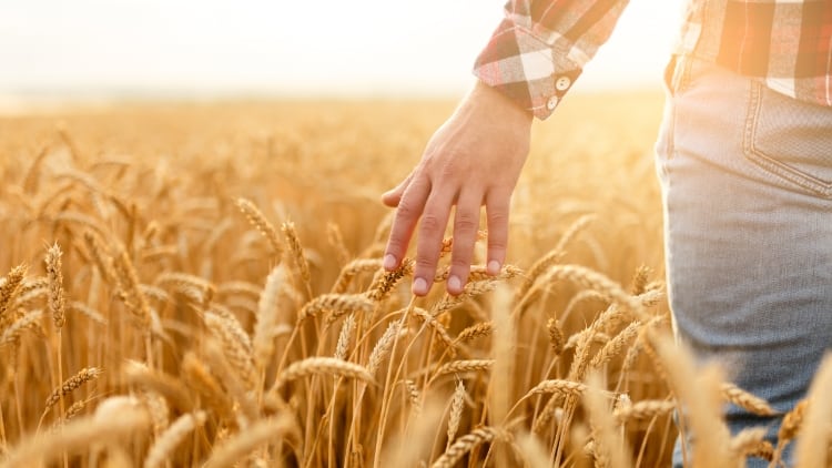 Sustainable-solutions-from-farm-to-finished-product.jpg