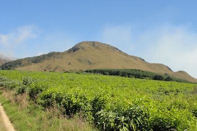 Plandai-biotech-farm.jpg
