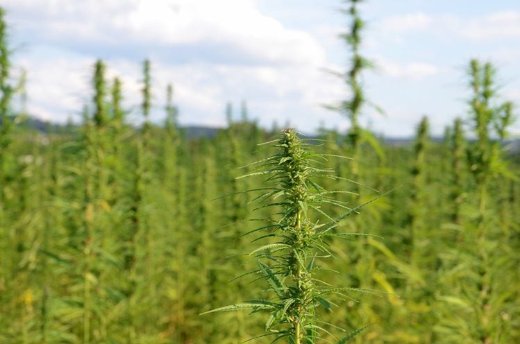 Socati raises $33m to scale production of THC-free full spectrum hemp extract: 'It’s what gets you from a $1bn industry to a $20bn industry'