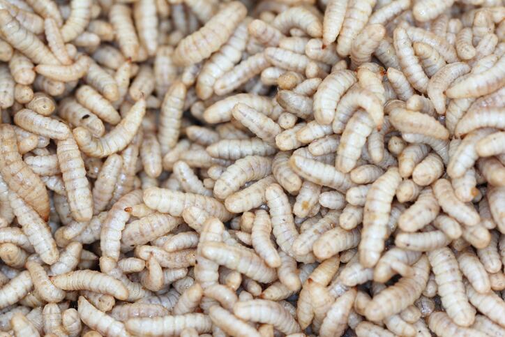 ‘It has the potential to improve sustainability across the supply chain’: UK mulls regulatory changes to allow insects to eat your food waste