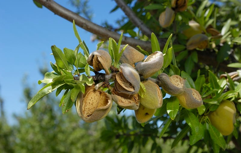 Almond-hulls-the-next-big-upcycled-ingredient-Mattson-shares-research-into-potential.jpg