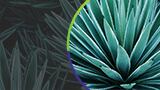 Agave: Sweetness Consumers Appreciate