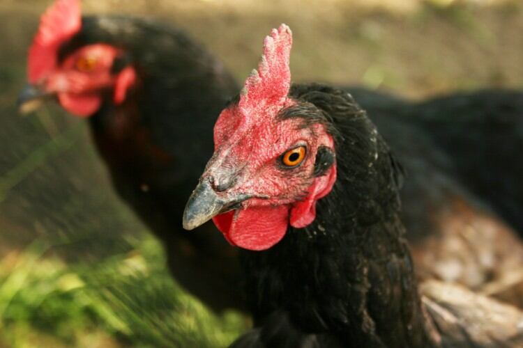 Newcastle disease found in US commercial flock