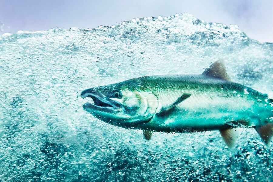 LocalCoho expands its NY pilot facility with funding from Cuna del Mar