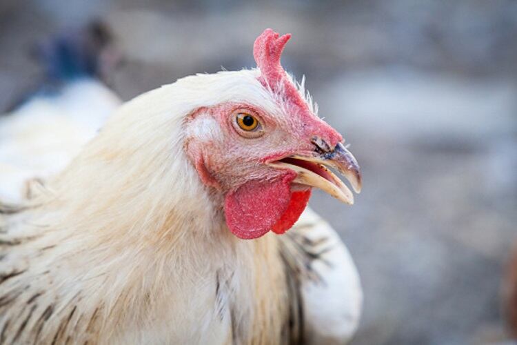 Antimicrobial use drops in US poultry sector