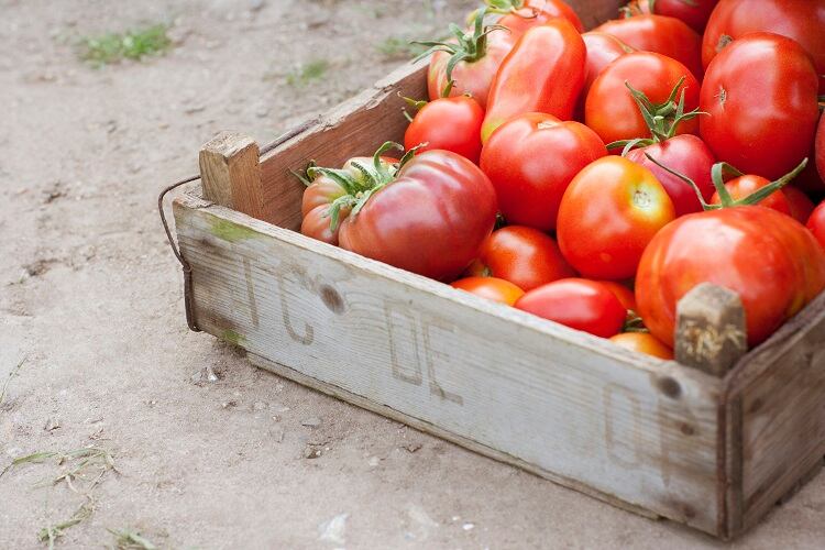 Rot-resistant mutations and AI-fuelled robots – advancements in tomato cultivation