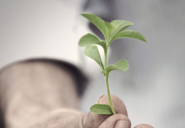 Which Reb M production method is best for the environment? Ingredion LCA probes stevia sustainability metrics