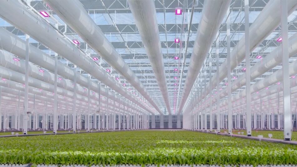 Revol Greens to double indoor farming footprint: 'Indoor-grown lettuce will overtake field-grown'