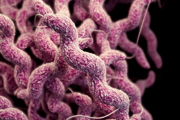 campylobacter_CDC.jpg