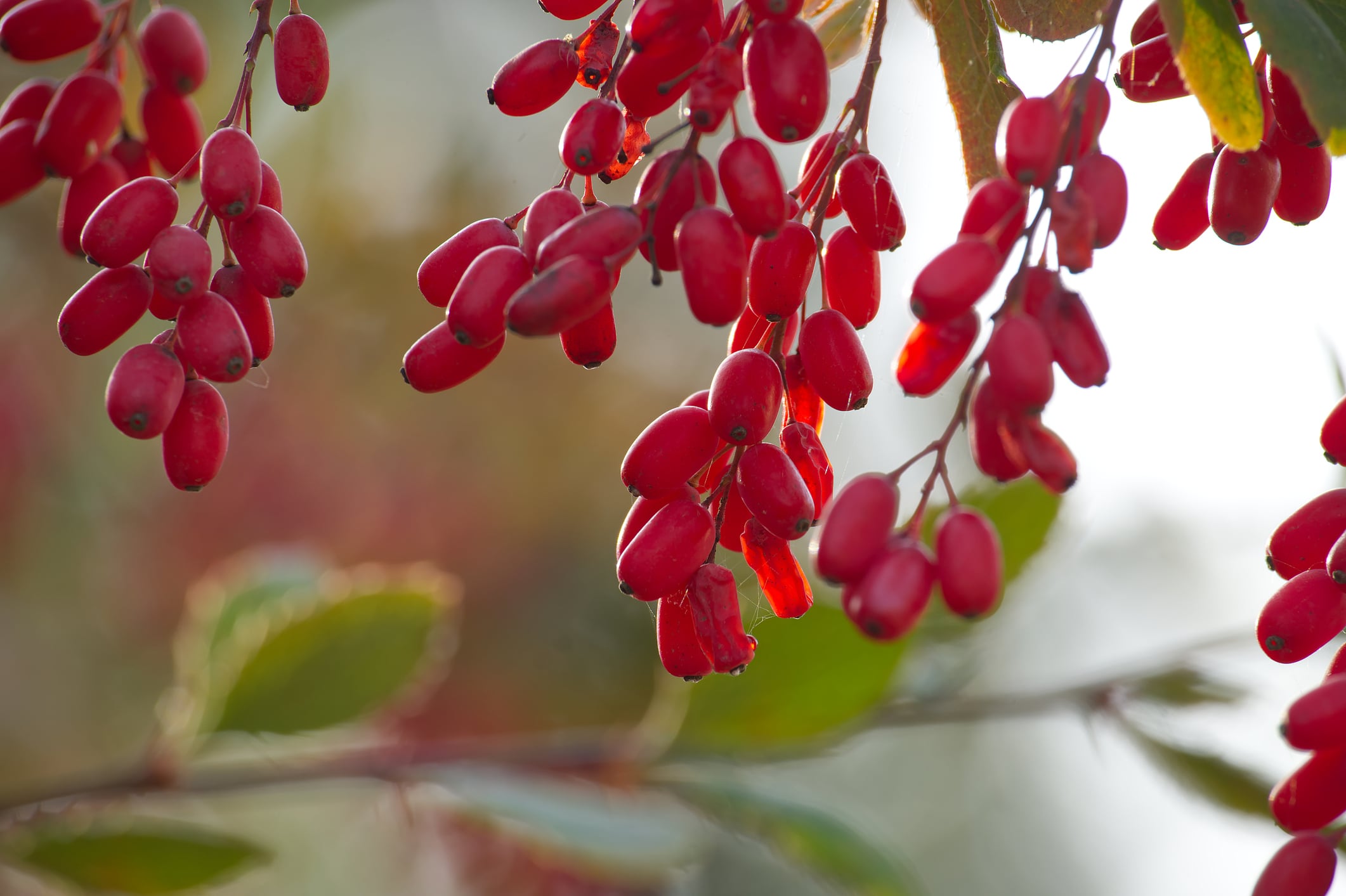 Vibrant barberry berries, also known as berberis vulgaris, hang on leafy branches, showcasing the essence of autumn beauty. A close-up view emphasizes their rich red color and natural allure.