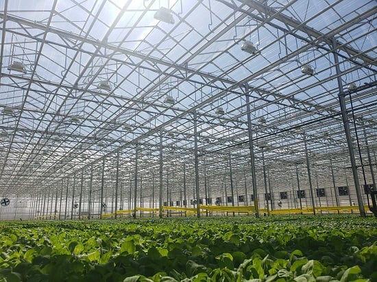 BrightFarms_Greenhouse_4.jpg