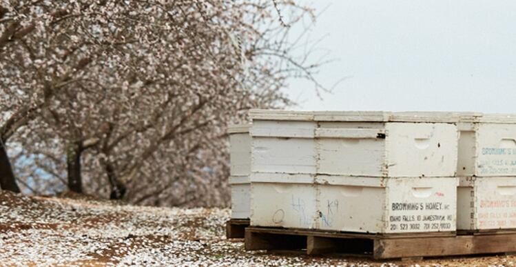 SPECIAL REPORT: Bee friendly? Pollinating California's almond crop