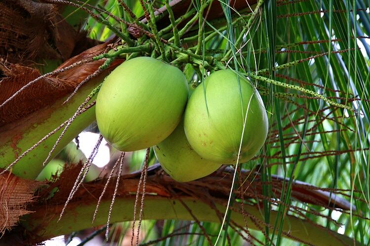 coconuts-razihusin.jpg