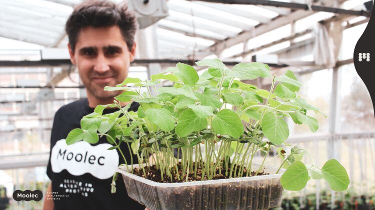 Animal proteins... made by plants? 'Molecular farming’ co Moolec Science to go public via SPAC