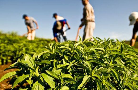 Stevia-crops-Cargill.jpg