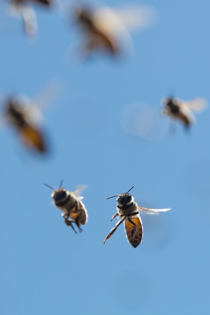 Haagen-Dazs-bees.jpg
