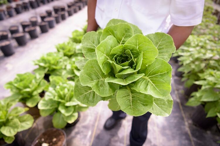 Dairy grown in lettuce? Meet the start-up triggering protein, pigment, and aroma production in a greenhouse 