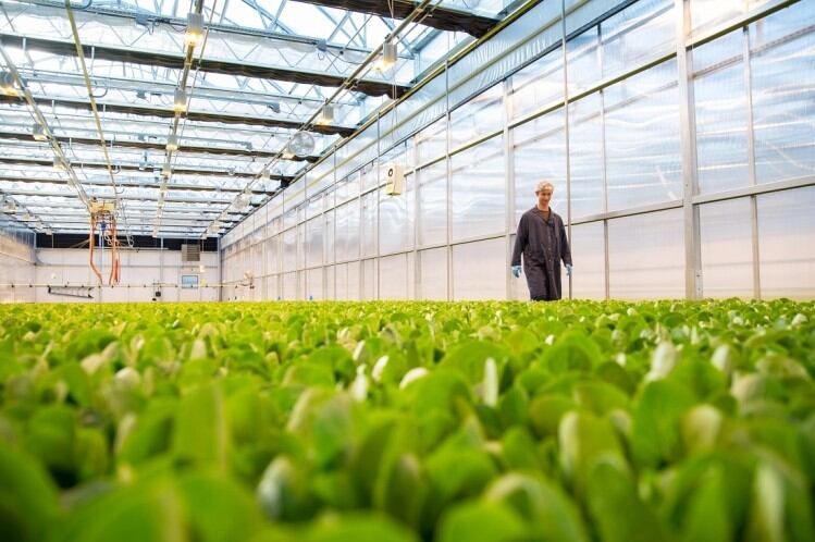 Local Bounti secures $23.3m investment to meet robust consumer demand and improve unit economics
