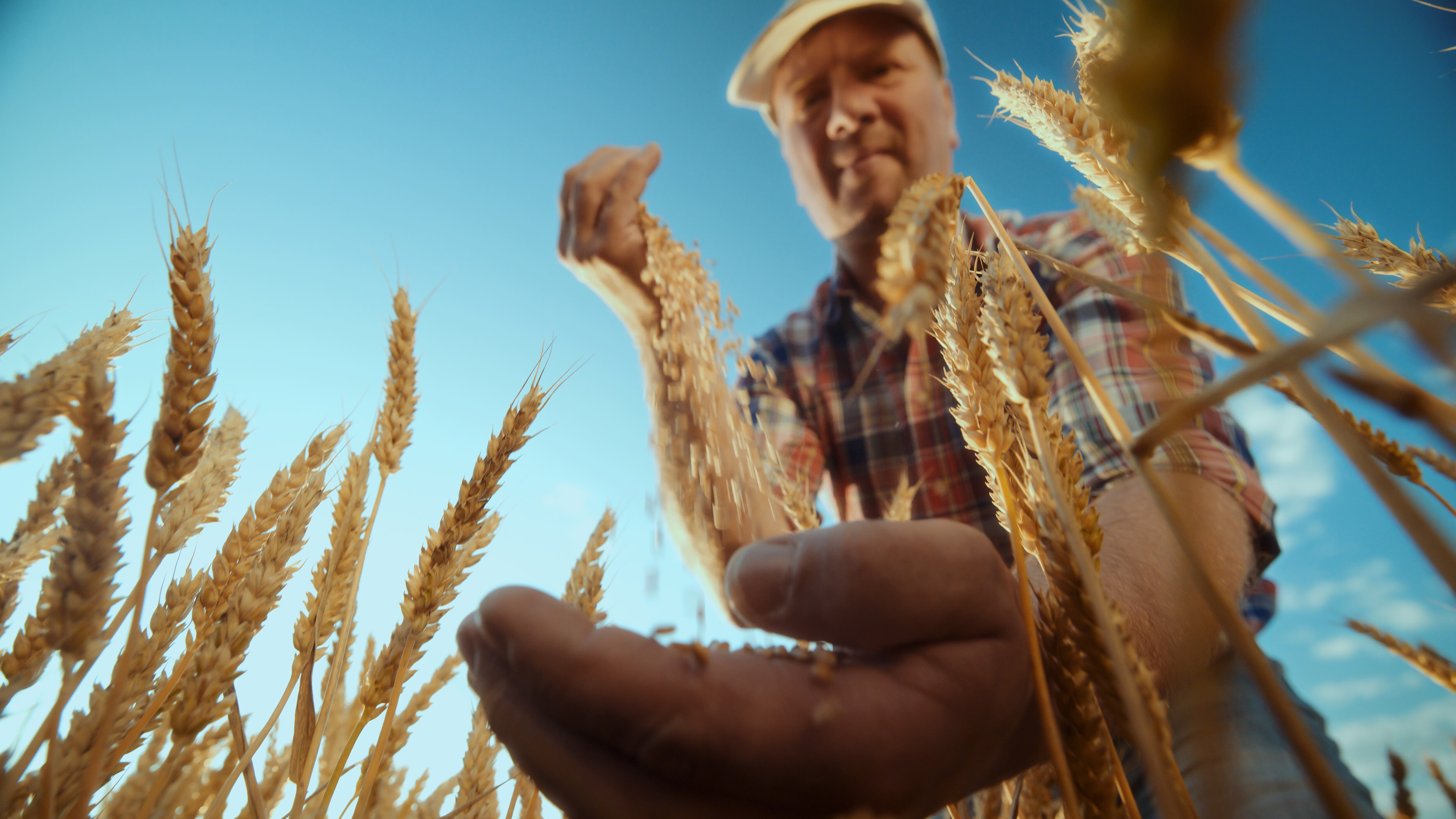 Farmer evaluating wheat