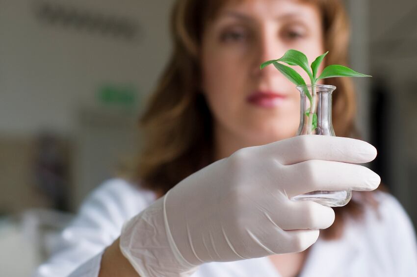 botanical-gm-plant-research-iStock.com-mtr.jpg